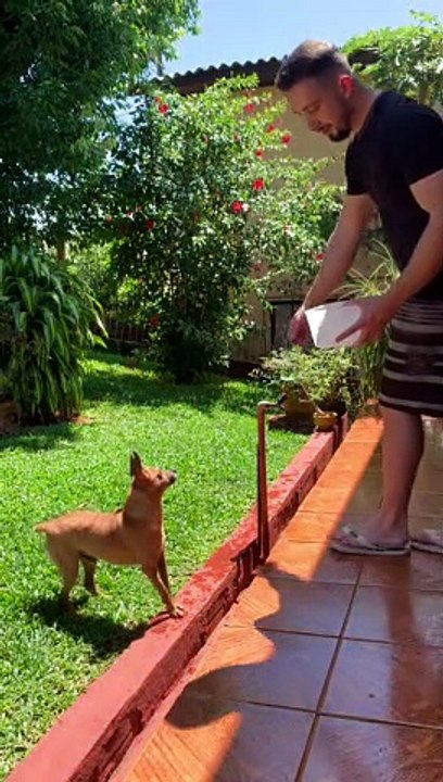 Martial Arts Pup Flips For Water