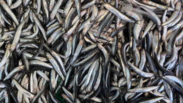 Avlanan iki balıktan biri hamsi oldu