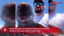 Antalya açıklarında balıkçının 400 metre derindeki oltasına ‘ışık saçan’ köpek balığı takıldı