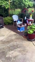 Chocolate Lab Gently Carries Turkey Chick