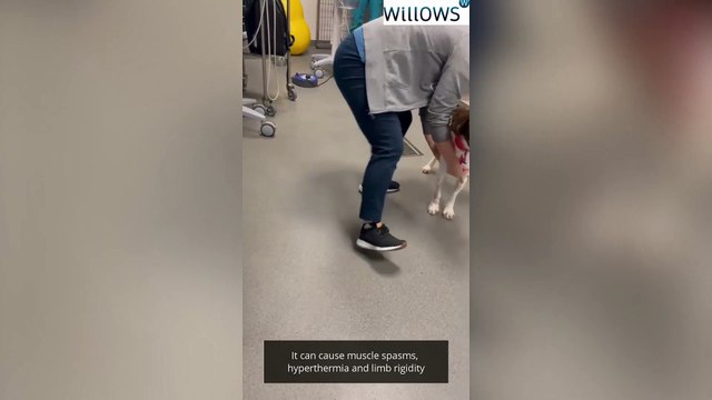 Springer spaniel makes miracle recovery from paralysis from tetanus