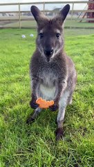 Pita The Wallaby Loving Some Sweet Potatoes