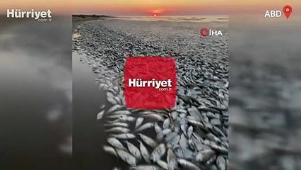 ABD’nin güneyinde binlerce ölü balık kıyıya vurdu