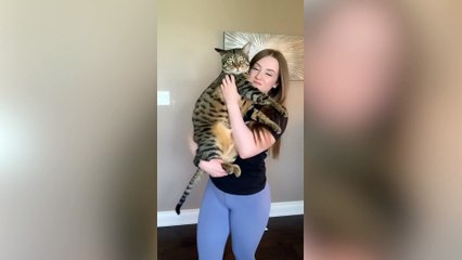 Giant cat has grown so big it is the size of an adult BOBCAT and uses a 110L storage bin as a crate
