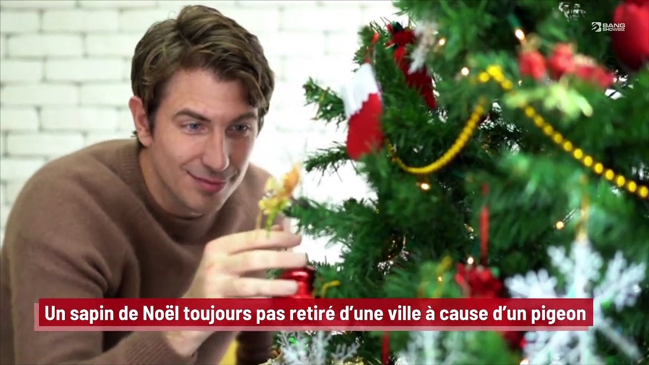 Un sapin de Noël toujours pas retiré d’une ville à cause d’un pigeon !