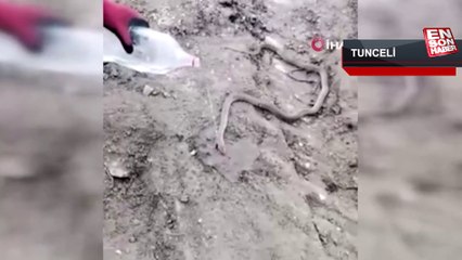 Bitkin haldeki dev yılanı su vererek kendine getirmeye çalıştılar
