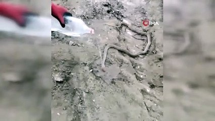 Tunceli'de 2 buçuk metre uzunluğundaki yılanı gördü, yaşananlar izleyenleri gülümsetti!