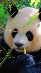 Pandas Eat eat eat Compilation