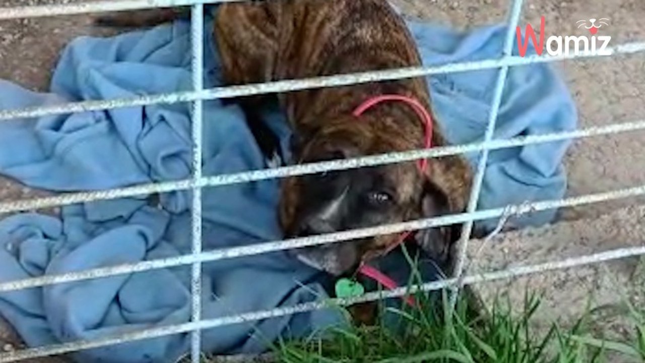 Au refuge depuis des années, cette adorable chienne recherche une famille qui pourra l’aimer !-index (1)