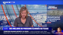 Qu'est-il arrivé à ces poissons échoués au Texas? BFMTV répond à vos questions