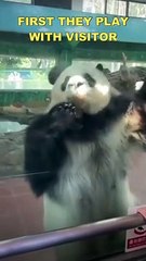 Panda Paradise Witness the Enchanting Activities of Playful Pandas in the Zoo