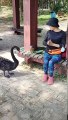 A Bond Beyond Species Heartwarming Interactions Between Humans and Black Swans
