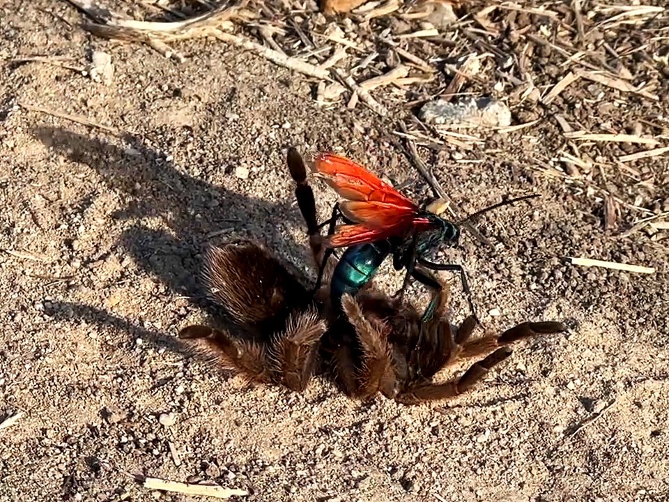 Tarantula Hawk Takes Down Tarantula
