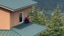 Bear Roams Neighbors Roof Past Windows | Wild-ish TV