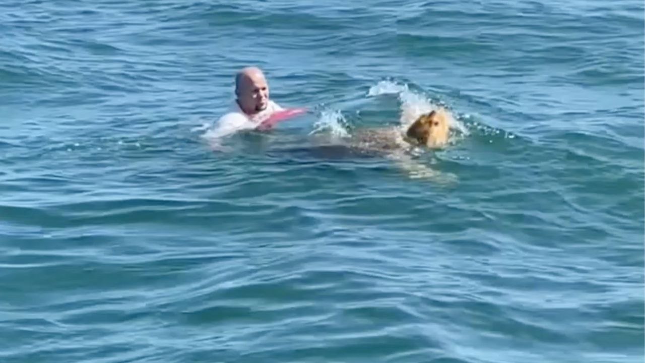Dad Dives Into Sea To Rescue Tangled Loggerhead Turtle | Wild-ish TV