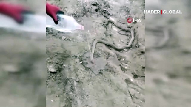 2 buçuk metre uzunluğunda! Bitkin haldeki dev yılanı su vererek kendine getirmeye çalıştılar: Bizi ısırmak için kim bilir ne düşünce yapıyor