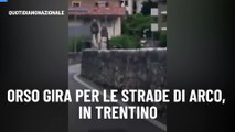 Orso gira per le strade di Arco, in Trentino