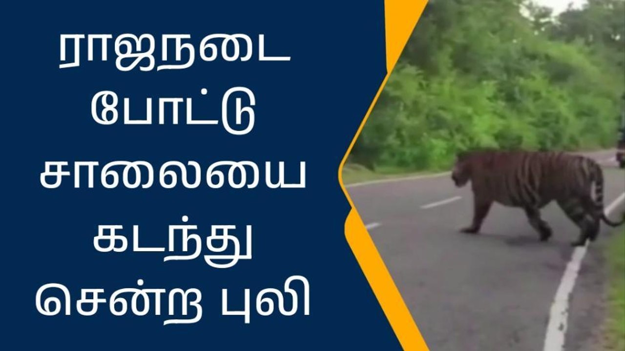 நீலகிரி:ராஜநடை போட்டு சாலையைக் கடந்து சென்ற புலி!