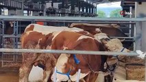 Kurban Bayramı öncesi hayvan pazarına şap karantinası