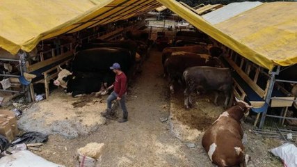Kurban pazarında ilk günden sıkı pazarlıklar başladı