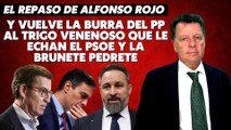Alfonso Rojo: “Y vuelve la burra del PP al trigo venenoso que le echan el PSOE y la Brunete Pedrete”