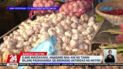 Ilang magsasaka, maagang nag-ani ng tanim bilang paghahanda sa anumang aktibidad ng Mayon | 24 Oras