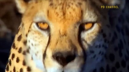 Turbulent Battle! Super Mother Ostrich Launched Dangerous Blow Strikes Down Leopard To Protect Eggs