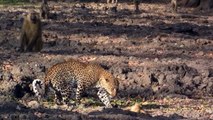 Terrible! Merciless Leopard Is Surrounded And Brutally Attacked By Baboon Family To Save Baby