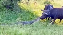 Super Strength! Brave Buffalo Alone Fights Madly And Take Down Evil Crocodiles To Spectacular Escape