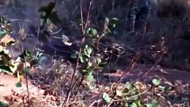 Terrible! Curious Lion Was Strangled To Death By Python While Prowling To Watch Python Hunt Impala