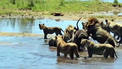 Strange War! Hungry Crocodile Rushes To Attack Lion Madly To Steal Prey But The Waterbuck Escape