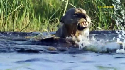 Shocking Moments When Painful Lions Are Attacked And Tortured By Africa's Deadliest Preys