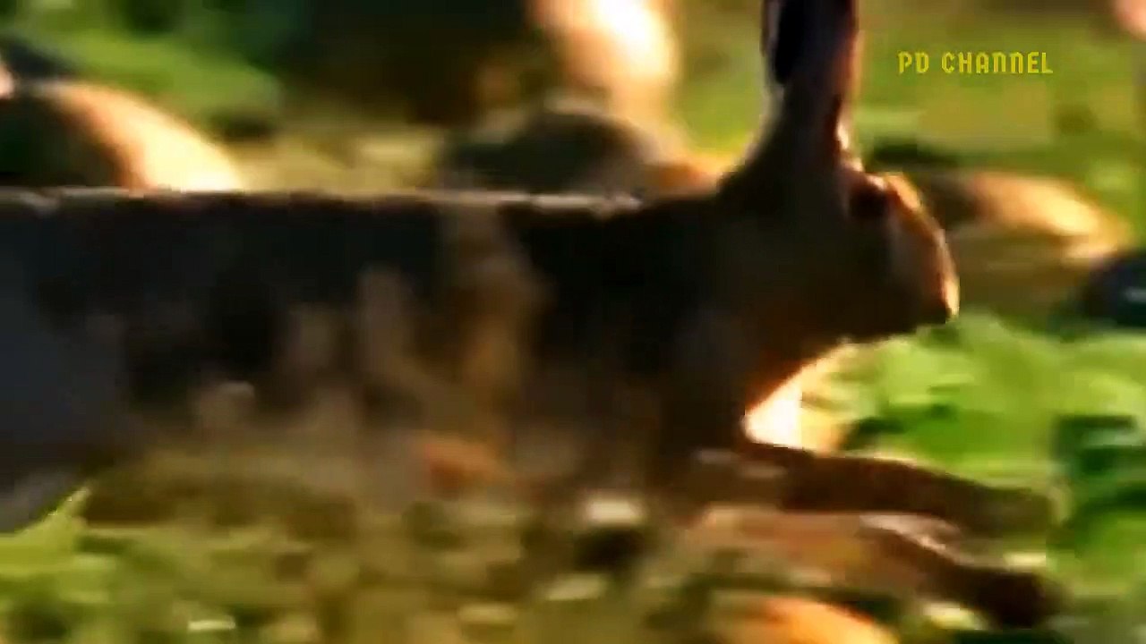 Rare Hunting Technique! Spectacular Bird Attacks Are Amazingly Recorded With Super Speed