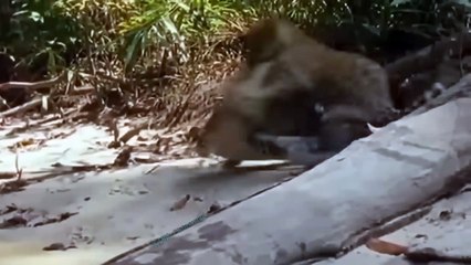Pitiful Scene! Crocodile Of Death Rushed To Tear Mother Cheetah While Taking Her Cub Across River