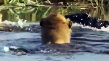 Lost Leg, Lion Worst Day! Huge Crocodile Finish The Future Of Lion With Fatal Jaw► Harsh Life Begin