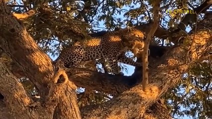 Lion's Bad day! Aggressive Baboon And Mad Elephant Rushed To Attack Mother Lion And Kill Her Cub