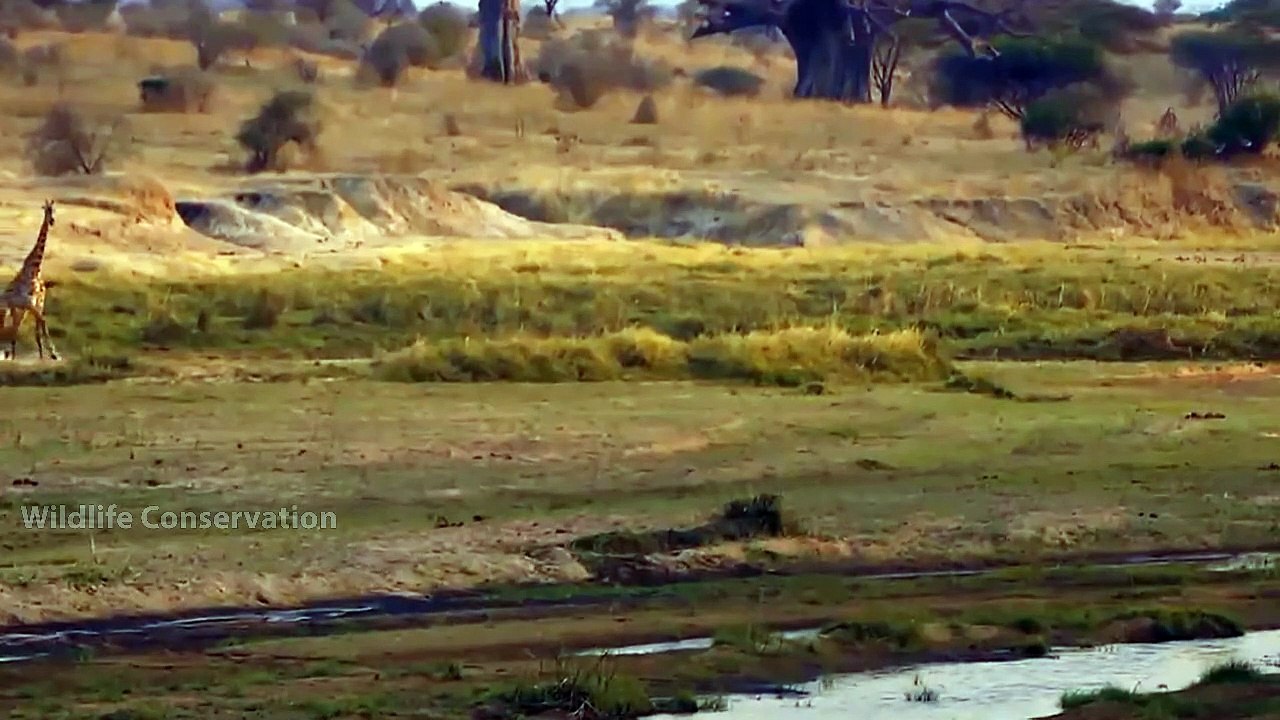 Lions Almost Died! Ferocious Lion Was Tortured To Exhaustion By A Giraffe While Trying To Hunt