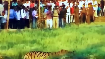 Harsh Punishment! Hungry Tiger Risked His Life To Steal  Cow Must Received The Most Dire Ending