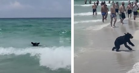 Floride : un ours noir débarque sur plage après s'être baigné dans l'eau