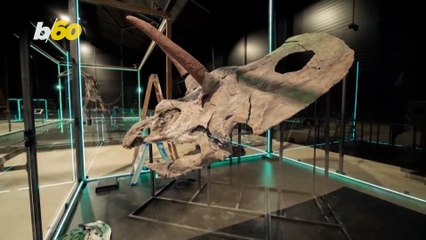 Largest Dinosaur Skull Ever Found On Display in Denmark