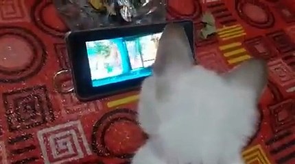 Viral Video of cat enjoying Pathan movie song