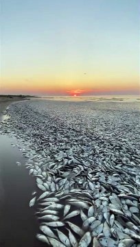 Thousands of dead fish found washed up along Texas beach, video shows