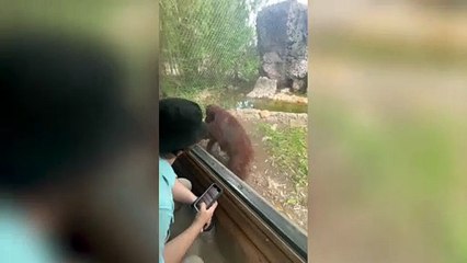 Hilarious video shows an orangutan using hand signals to ask a visitor to give her - some sweets