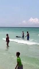 Oso nada en playa de Florida.