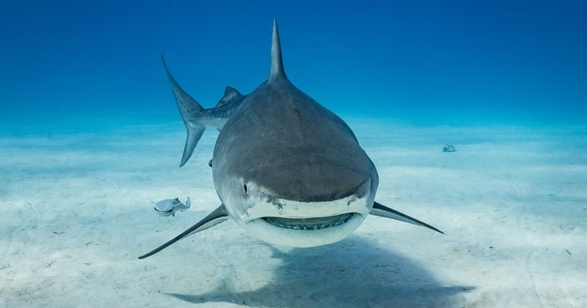 Attaque d'un requin-tigre en 2021 à Rikitea : « une première » au