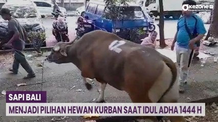 Sapi Bali Menjadi Pilihan Hewan Kurban saat Idul Adha 1444 H, Pedagang: Dagingnya Lebih Banyak