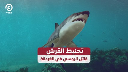 تحنيط القرش قاتل الروسي في الغردقة