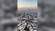 Thousands of dead fish wash up on Texas beaches