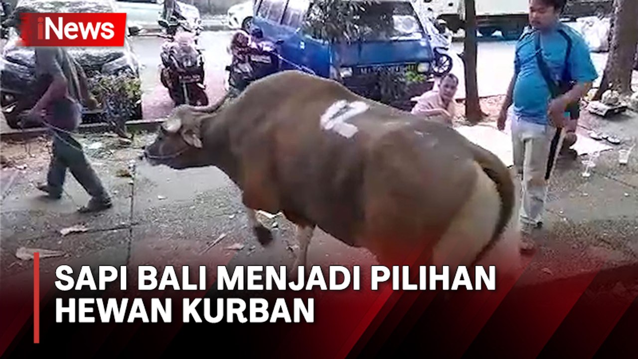 Dinilai Lebih Banyak Dagingnya, Sapi Bali jadi Pilihan Hewan Kurban saat Idul Adha 1444 H