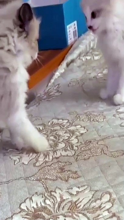cat Cutest thing you'll see today